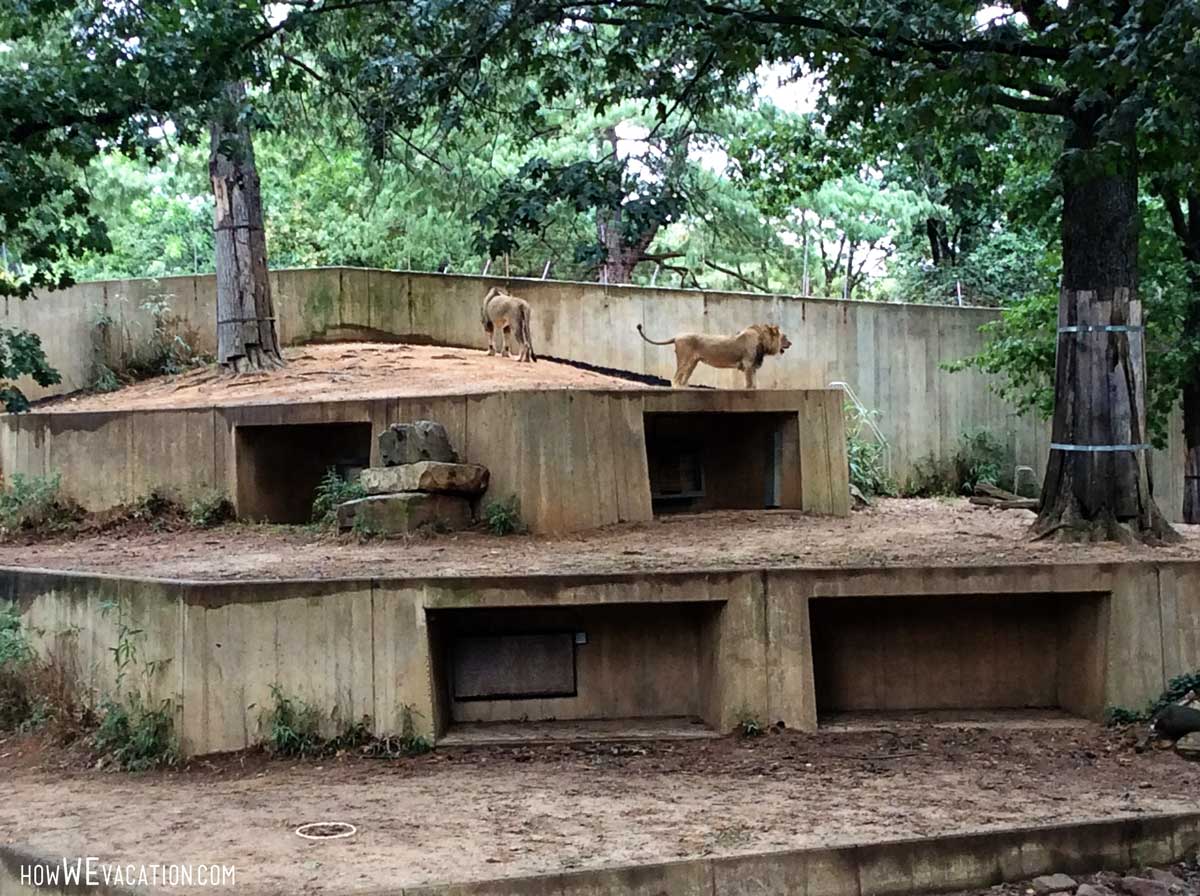 lions at national zoo