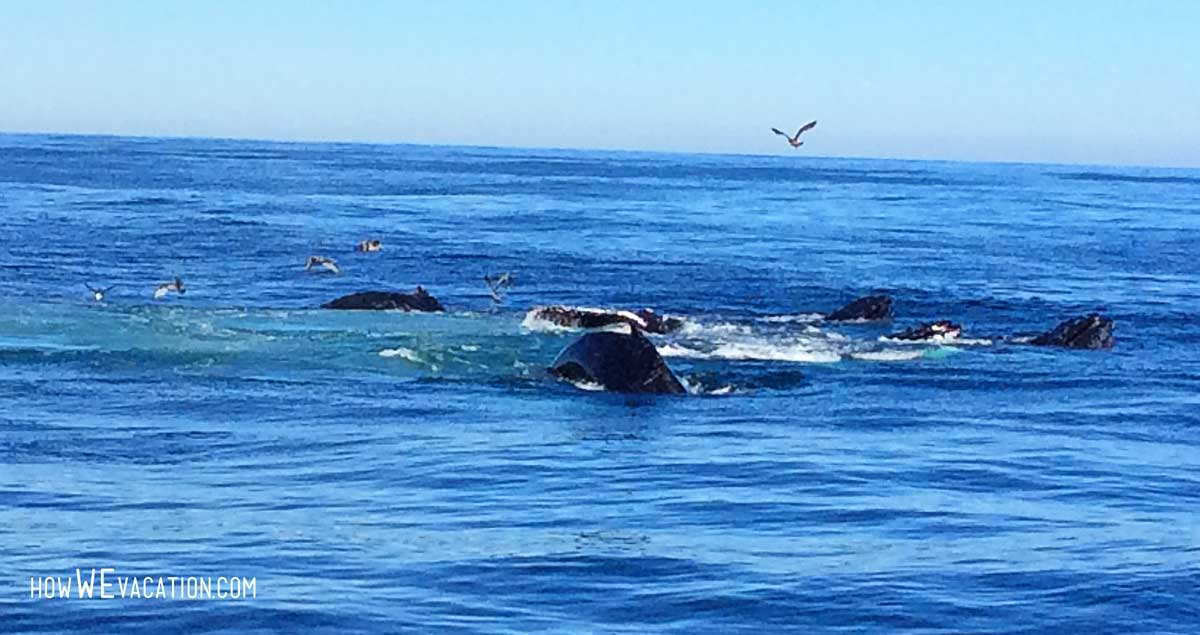 humpback whales boston