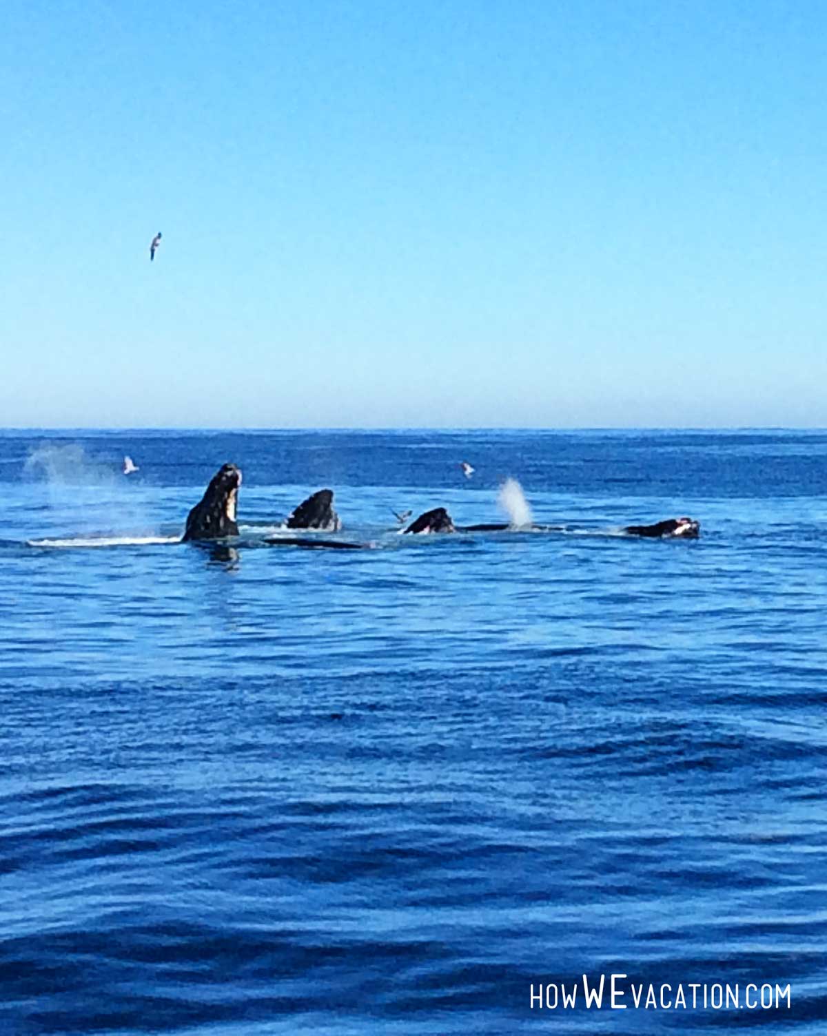boston harbor cruises whales
