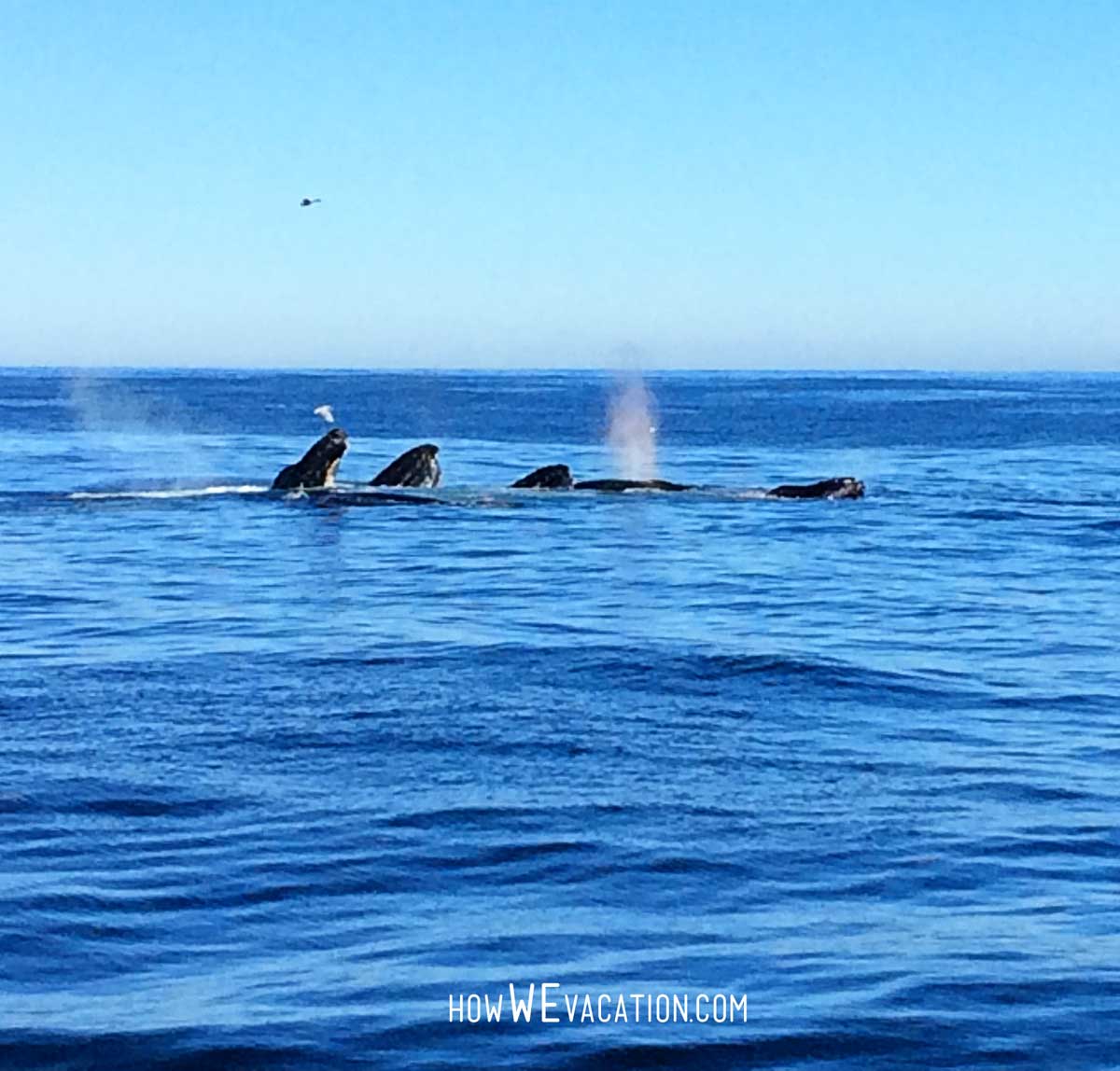humpback whales boston cruise