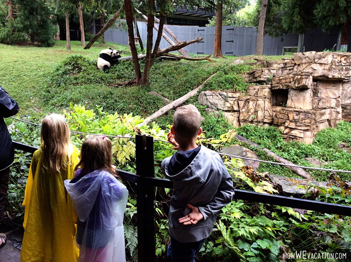 panda bears at national zoo in dc
